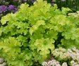 Гейхера «Lime Ruffles» (Лайм Раффлс)