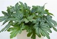 Гейхера «Kirella Fresh Green» (Кирелла Фреш Грин)