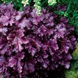 Гейхера «Forever Purple» (Форевер Перпл)