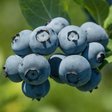 Голубика «Blue Gold» (Блю Голд)