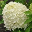 Гортензия метельчатая «Little Lime Ice / Summer Breeze» (Литл лайм айс или Саммер бриз)