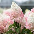 Гортензия метельчатая «Strawberry Blossom» (Строуберри Блоссом)