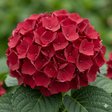 Гортензия крупнолистная «Forever and Ever Red» (Фореве энд Эве Ред)