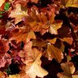 Гейхера «Maple Leaf» (Мапл Лиф)