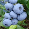 Голубика «Denise Blue» (Денис Блю)